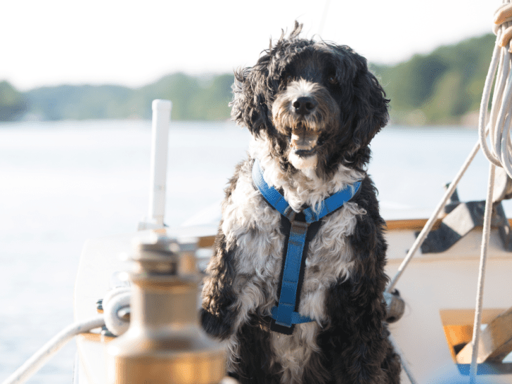 Best Sea Dogs: A Comprehensive Guide to the Top Breeds for Sailing