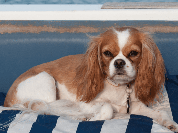 Best Dog Breeds for Boaters