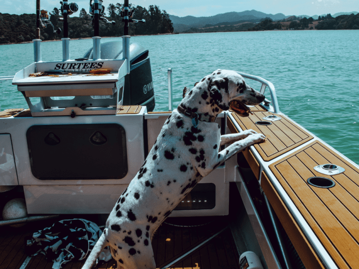 Good Boat Dogs: Breeds That Love the Water and Make Great Companions