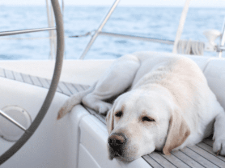 Top 5 Must-Have Boat Dogs Accessories for Your Next Adventure